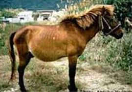 Arraza hau bere tamaina zein gainontzeko ezaugarriengatik ponien sailkapen taldean kokatzen da. Horses In Japan The Samurai S Preferred Breed Of Horse
