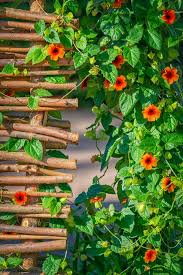 Plant it in a woodland garden, on a trellis or fence, or in a contain on the. Gardening Rapid Climbers Are Tropical Butterflies Of A Summer Garden