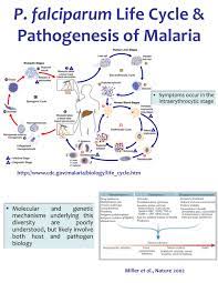 All parasites have a life cycle that involves a period of time spent in a host organism life cycles of parasites can be further divided into two categories: Ppt P Falciparum Life Cycle Pathogenesis Of Malaria Powerpoint Presentation Id 3344295