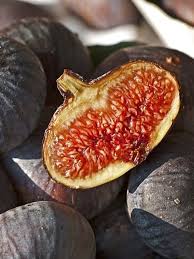 Figuier Sultane Ficus Carica Sultane Le Jardin Du Pic Vert