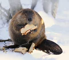 North American Beaver Beaver Eating Wood In The Snow Spon Beaver American North Snow Wood Ad North American Beaver North American Animals Beaver