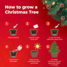 Grow Your Own Christmas Tree Starter Kit In 2021 Types Of Christmas Trees Classic Christmas Tree Christmas Tree Kit