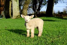Sep 17, 2015 · subscribe (mobile) facebook instagram. Wooly Ward S Mobile Pet Farm Dublin