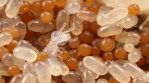 Pin On Termites Information