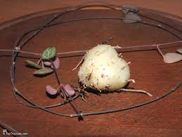 Image result for Ceropegia meyeri-johannis