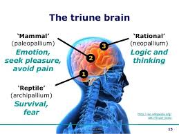 Boost Your Presentation Skills 2013 Triune Brain Reptilian Brain Brain Models