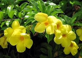 Yellow Allamanda Bush Flowering Shrub Amaze Vege Garden
