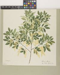 Image result for Zanthoxylum lindense