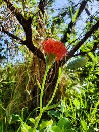 Image result for Kleinia abyssinica