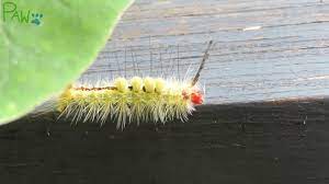 As the caterpillars progress through different life stages as immature larvae called instars, they undergo color changes. Fuzzy Stinging Caterpillar Is Stunningly Beautiful White Marked Tussock Moth Caterpillar Youtube