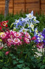 Image result for Aquilegia vulgaris Tower Mix