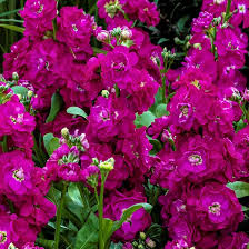 Image result for Matthiola