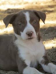 688 likes · 13 talking about this. 220 Ranch Cow Dogs Stock Dogs For Sale Ideas Dogs For Sale Dogs Cattle For Sale