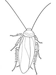 Insekten Malvorlagen Englisch In 2021 Malvorlagen Insekten Vorlagen