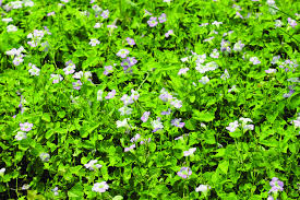 Image result for Asystasia