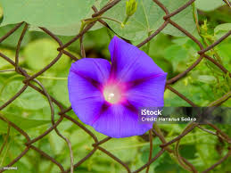 Image result for Ipomoea violacea