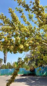 Image result for Combretum erythrophyllum