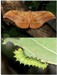 Image result for Phyllonorycter leucographellus