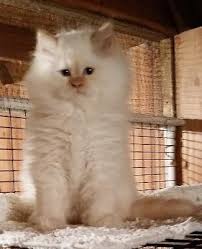 We have 2 male flame point kittens available for reservation. Cff Registered Flame Point Himalayan Kitten For Sale In Lexington Kentucky Classified Americanlisted Com