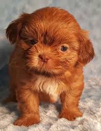 Shih Tzu Coat Colors Shih Tzu Puppy Shih Tzu Shih Tzu Dog