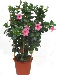 The genus name dipladenia or the common name dipladenia can refer to several flowering plants: Dipladenia Sundaville Cream Pink Mandevilla Rosa Am Spalier 70 Cm Hoch 17 Cm Topf