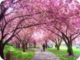 Looking for the best wallpapers? Cherry Blossom Computer Wallpapers Group 80
