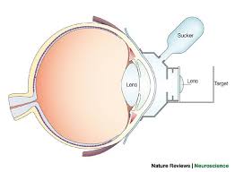 Image result for Visual Fixation