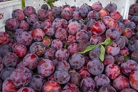 Japanese plums are popular for their large. Santa Rosa Plum Tree Profile Seedwise Seedwise Com