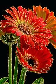 Resultado de imagen de flor hermosa gif pinterest
