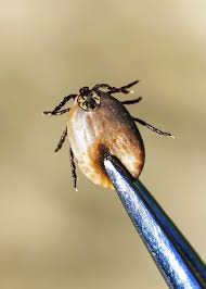 10 best flea and tick sprays for yards 2019. How To Kill A Tick In 13 Ways And 18 Other Gross Facts Storyteller Travel
