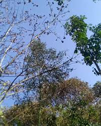 Image result for Millettia dura