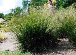 Image result for Deschampsia