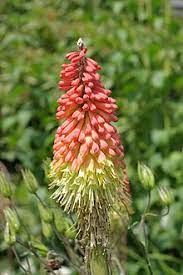 One species has the largest flowers in the world. Kniphofia Uvaria Wikipedia