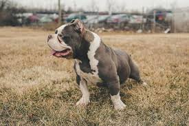 The american bulldog thrived in the colonial american south due to settlers' problems with feral pigs. The American Bulldog Is This The Right Dog Breed For You Your Dog Advisor