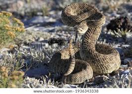 Select from premium red diamondback rattlesnake of the highest quality. Shutterstock Puzzlepix