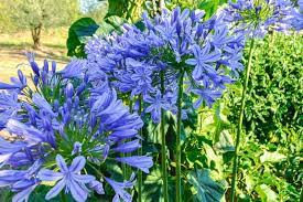 25 Of The Best Agapanthus Cultivars Gardener S Path