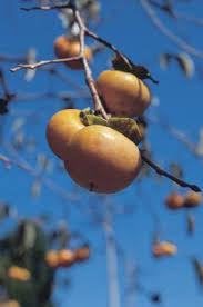 It can be used to soothe diarrhea and is said to be an aphrodisiac as well. Are Persimmon Tree Roots Invasive