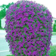 Shop ebay for great deals on petunia seeds & bulbs. Beautiful Purple Wave Petunia Seeds 30 Seeds Buy Online In Bosnia And Herzegovina At Bosnia Desertcart Com Productid 99466763