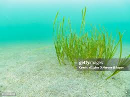 Image result for Zosteraceae