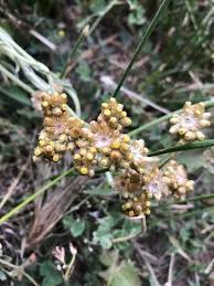 Image result for Gnaphalium austroafricanum