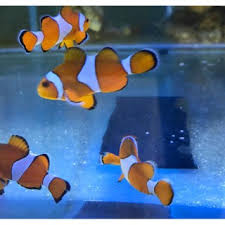 Dalam pemberian pakan, anda tidak bisa memberinya terlalu banyak ataupun sering, apalagi sampai tersisa. Jual Ikan Hias Air Laut Jakarta