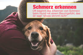 Der sommer ist für viele hunde gefährlich. Schmerzen Beim Hund Richtig Erkennen 14 Schmerz Anzeichen