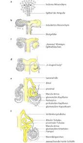 Gangrene des organs genitaux externes. Embryologische Grundlagen Diagnostik Eref Thieme