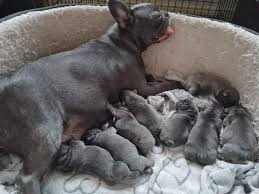 Looking for a 1-2 year old female that has never had a litter. Want her for  breeding...and loving!! I am close to the Spokane, WA area. PM me and we  can talk