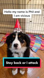 Bernese golden mountain dog breeders. Bernesemountaindog Hashtag Videos On Tiktok