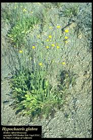 Image result for Hypochaeris