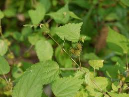 Image result for Triumfetta annua