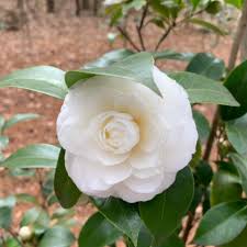 Activities under the auspices of the s.d. Greater Fort Walton Beach Camellia Society Home Facebook