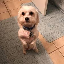 Fish require surgery too