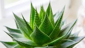 Aloe Vera Nedir Aloe Vera Bitkisinin Cilde Faydalari Nelerdir